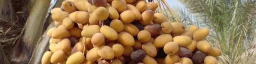 وضع عوارض صادرات بر خرما درصورت افزایش قیمت در مبدا/خرمای ماه رمضان تامین است